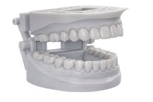 Custom Dental Models